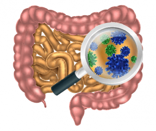 Graphic of the intestines with a magnifying glass showing microbiota