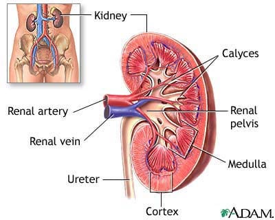 Labeled illustration of kidney