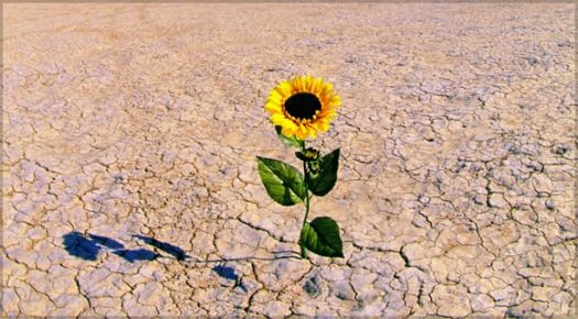 Sunflower in desert