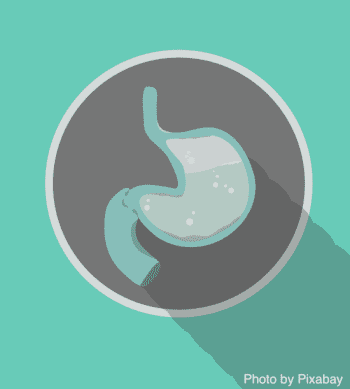 graphical image of stomach