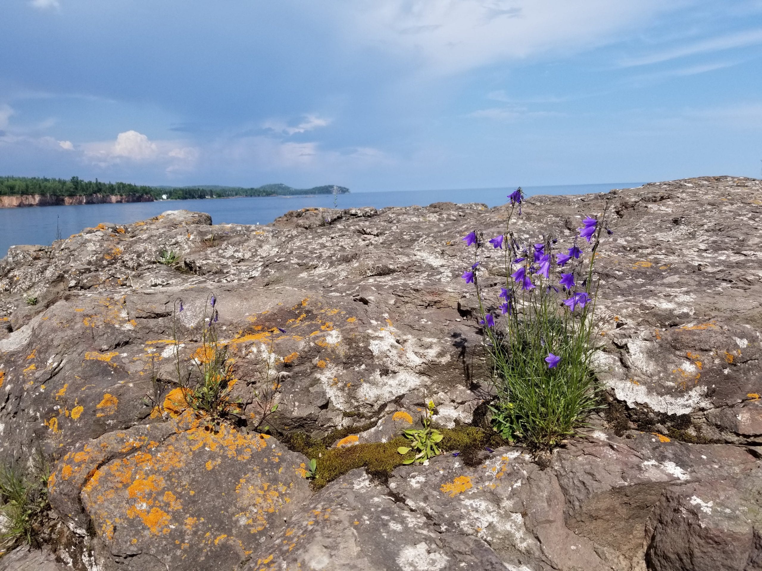 Purple wildflowers grow from a crack in a rock formation overlooking Lake Suprerior