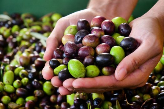 Hands holding olives