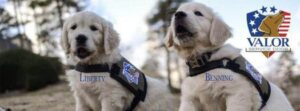 Valor Service Dogs Liberty and Benning
