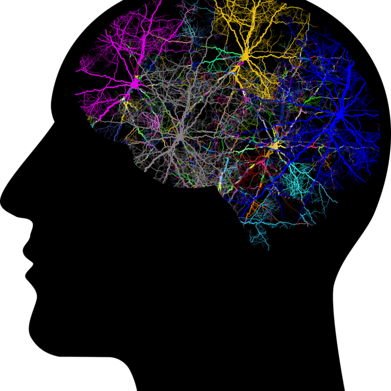 Brain colors