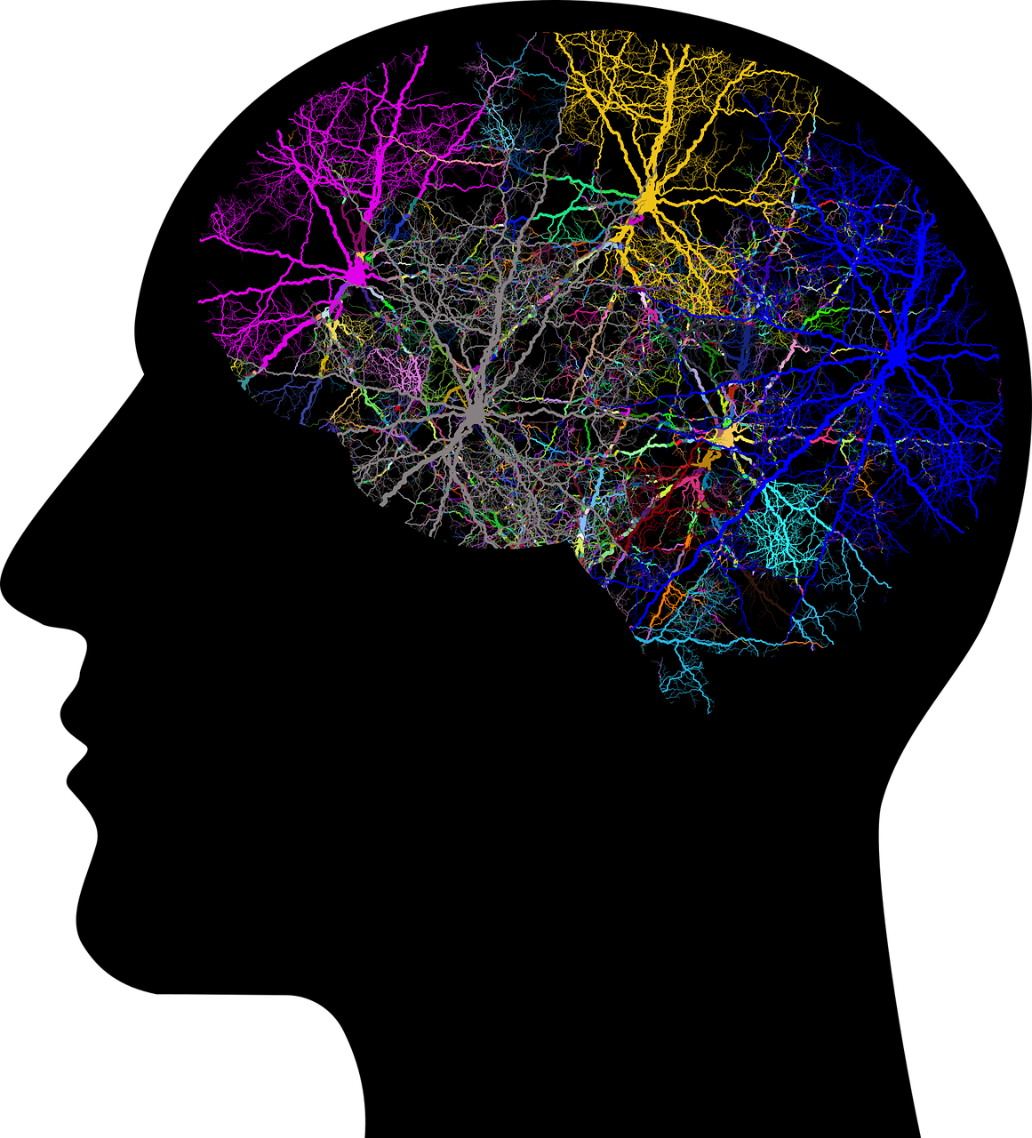 Brain colors