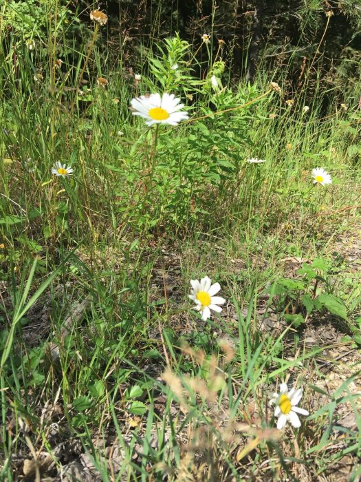 Wild flowers on trail