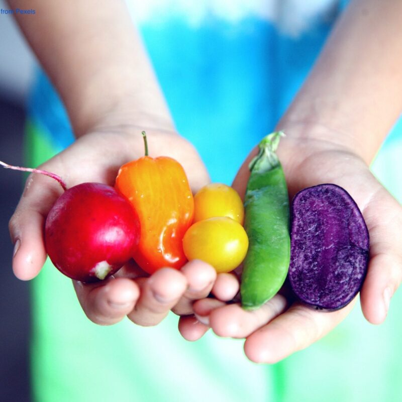 Two hands holding Colorful vegetables