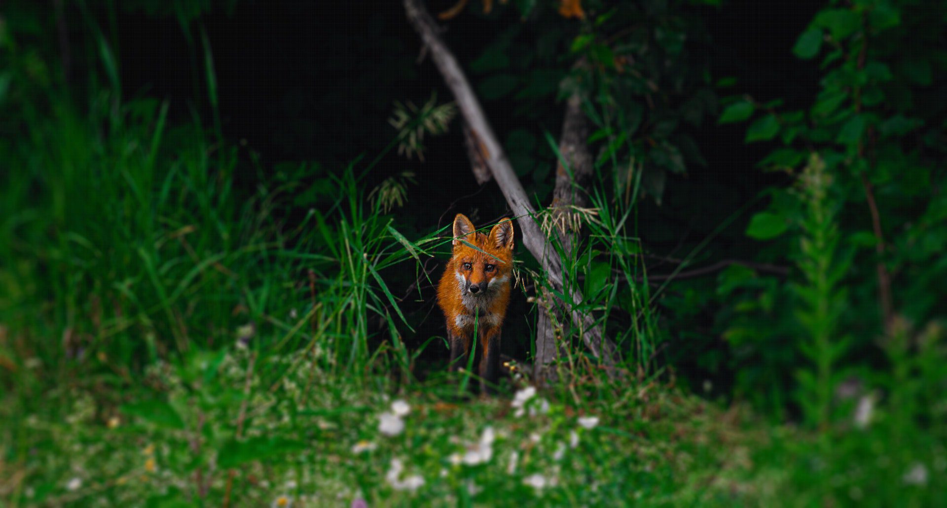 A fox standing at the edge of the forest.