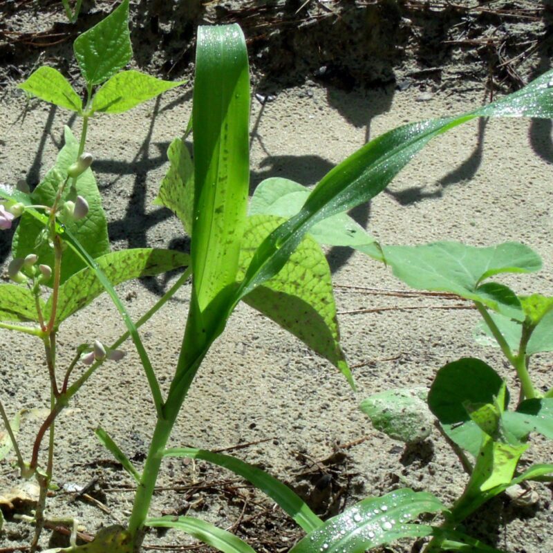 A green stalk of corn about a foot high is surrounded by a curling bean vine. Large squash leaves are visible near the gorund.