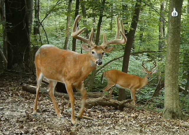 Two white tailed deer in the forest