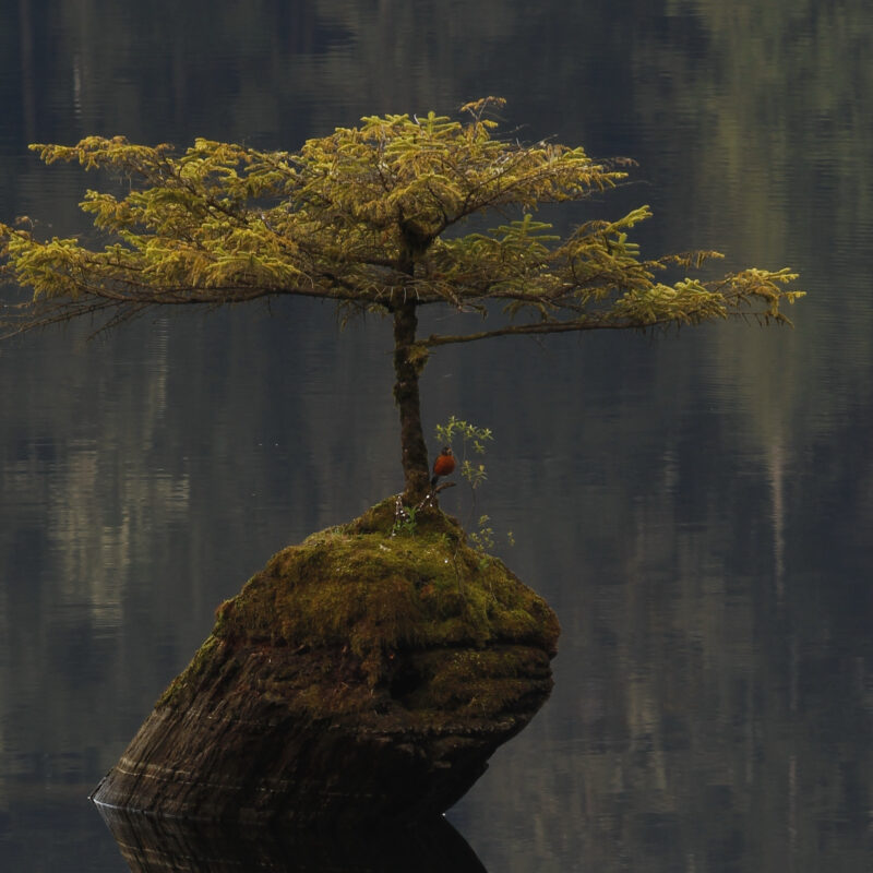 A single American Robin (Turdus migratorius) sitting on the iconic Fairy Lake tree growing out of the water near Port Renfrew. Taken on Vancouver Island, BC, Canada.