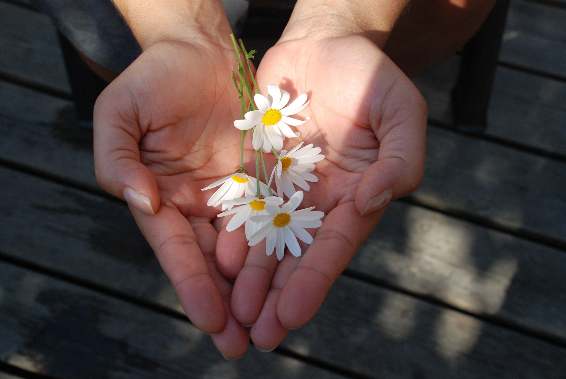 Two outstretched hands, cupped together, holding four small, white flowers