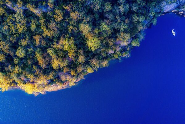 aerial view of a green forest of trees meeting a blue body of water