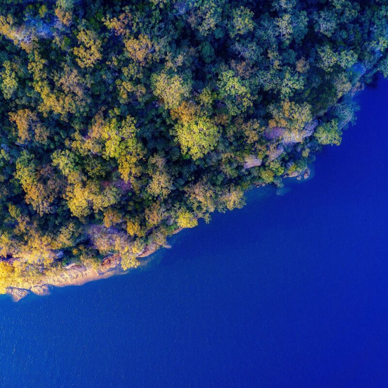 aerial view of a green forest of trees meeting a blue body of water