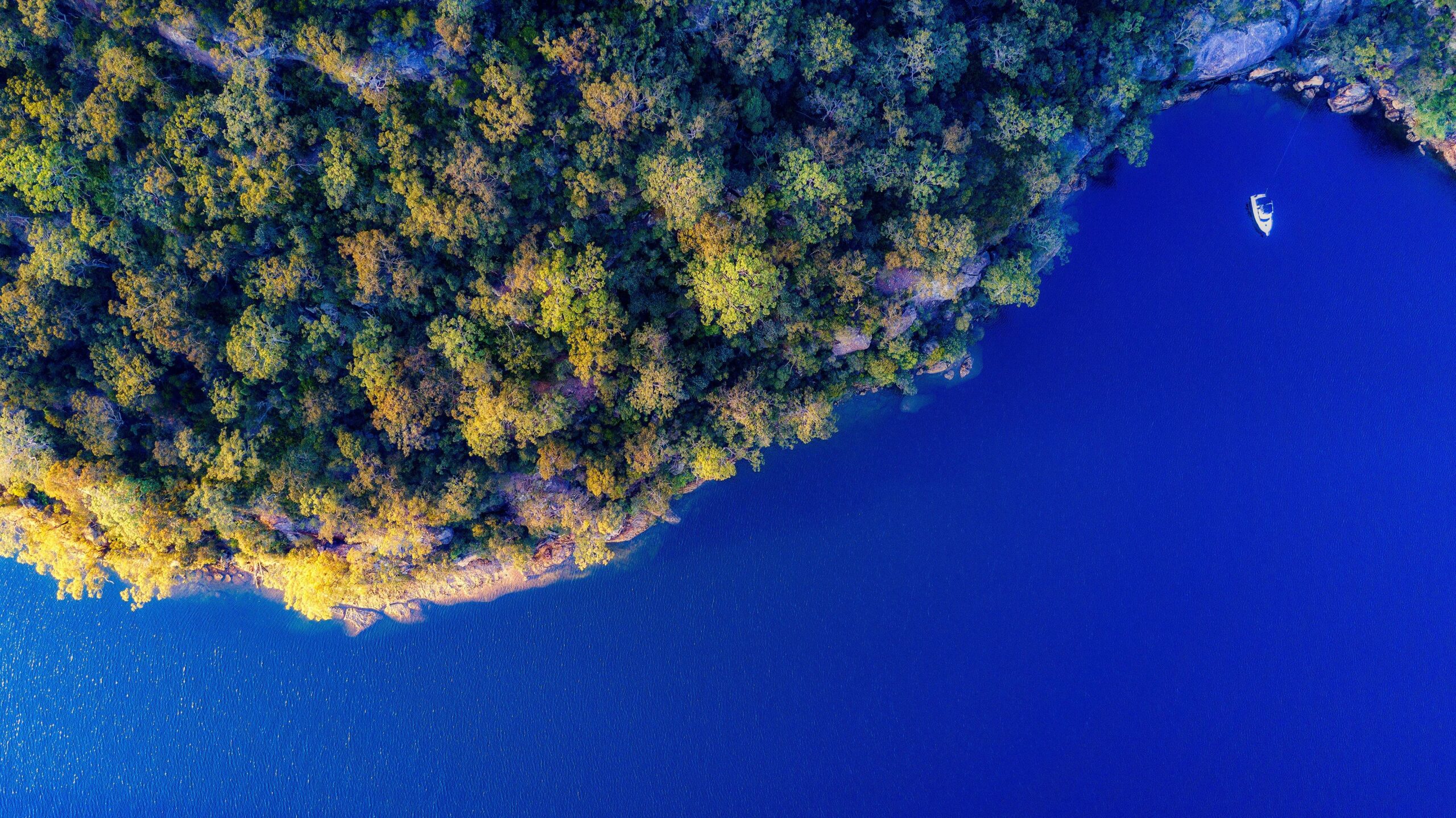 aerial view of a green forest of trees meeting a blue body of water