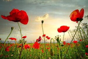 poppies in a field