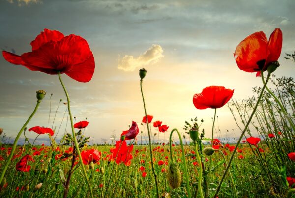 poppies in a field