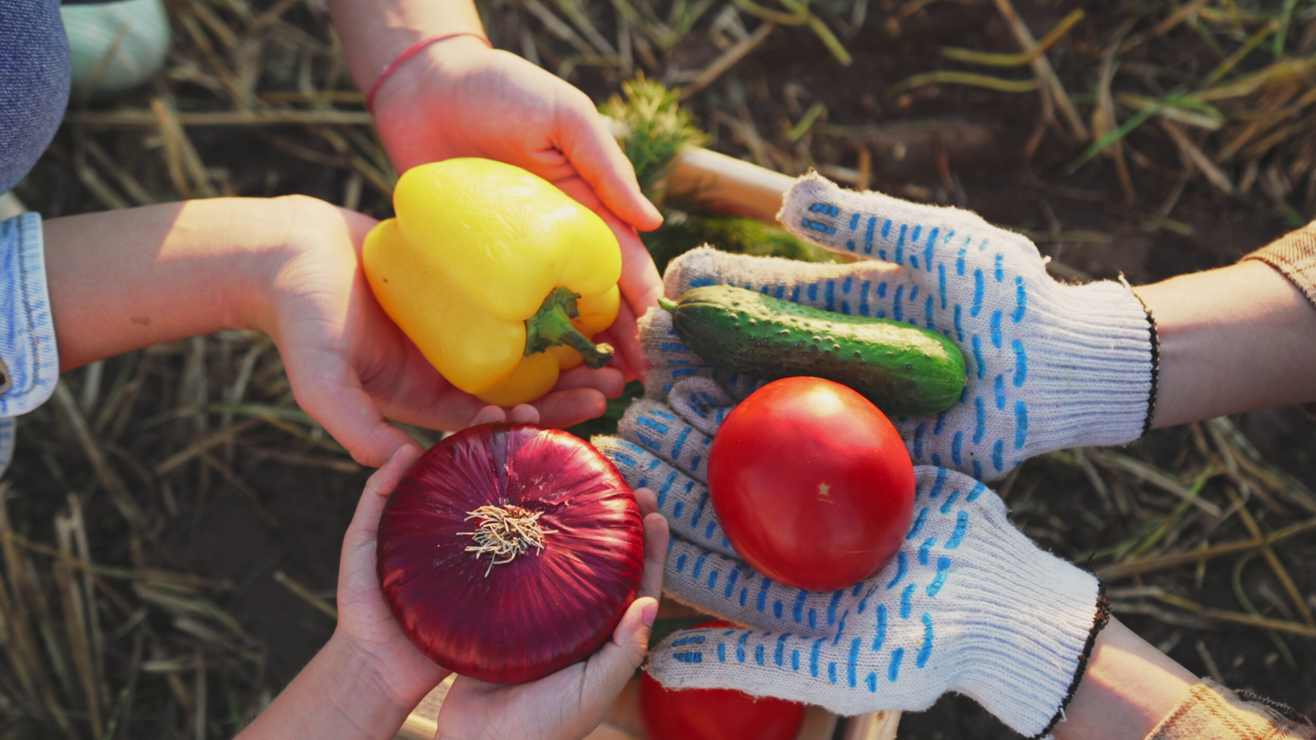 Top view of hands holding fresh produce in a garden.